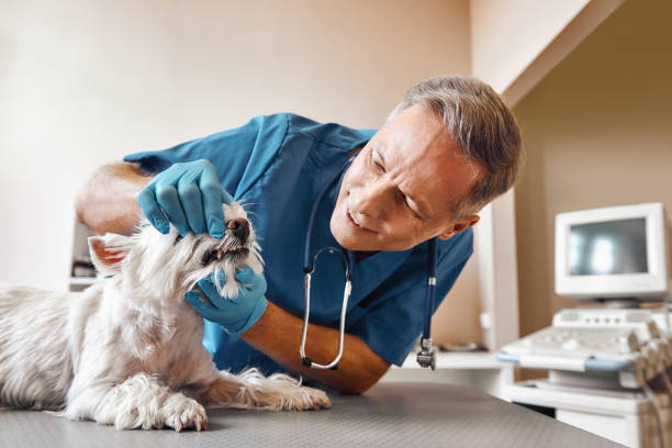 Trusted FL Emergency Dental Service Experts